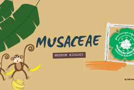 Pameran Tematik “Musaceae” di Museum Biologi